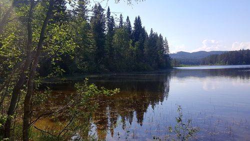 Scenic view of lake in forest against sky