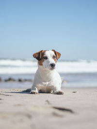 Dog on beach