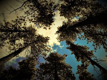 Low angle view of silhouette trees against sky