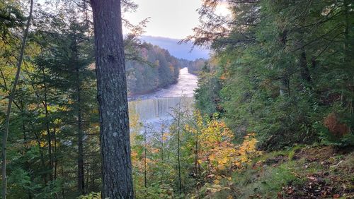 Scenic view of forest