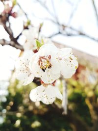 Close-up of white flowers on branch