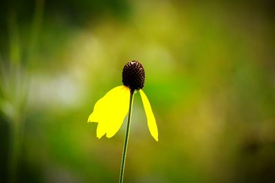 Close-up of dandelion flower