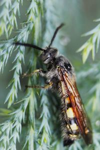 Close-up of insect on plant