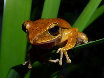 Close-up of frog on leaf