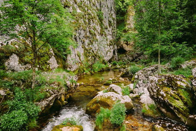 Stream flowing through rocks in forest