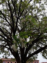 Low angle view of flowering tree against sky