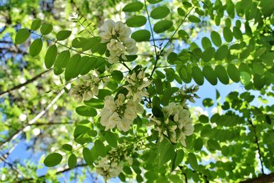 Close-up of flowering plant with tree leaves