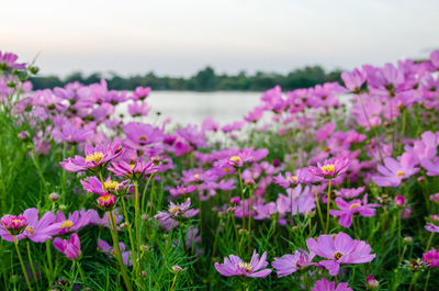 Close-up of pink flowering plants on field