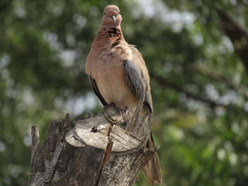 Close-up of dove bird on tree