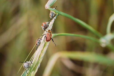 Close-up of insect on plant