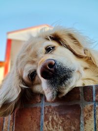 Close-up portrait of dog