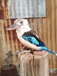 Close-up of parrot perching on wood