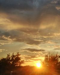 Low angle view of silhouette trees against sky during sunset