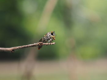 Close-up of insect on plant