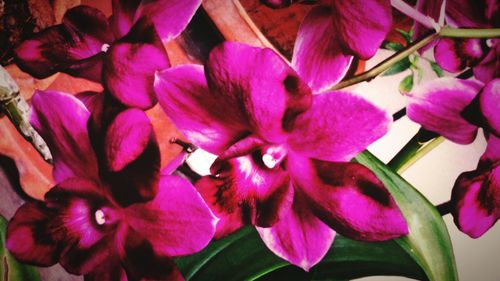 Close-up of pink flowers