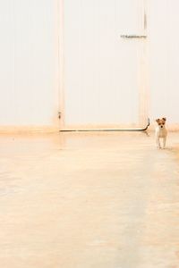 Dog standing in front of door