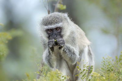 Close-up of monkey