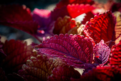 Close-up of red flowering plant