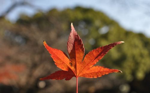 Close-up of orange maple leaves against blurred background