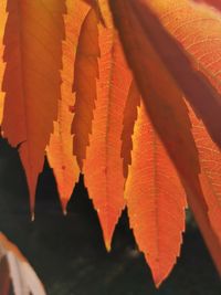 Close-up of orange leaves