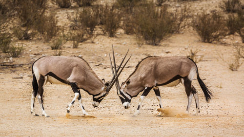 Side view of two horses on land