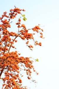 Low angle view of flowering plant against clear sky