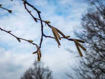 Low angle view of twigs against sky