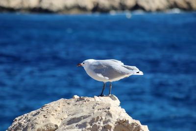 Seagull perching on rock