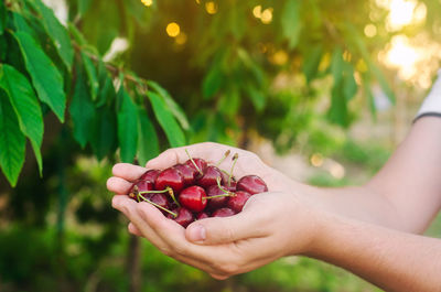 Cherries harvest in a hand 