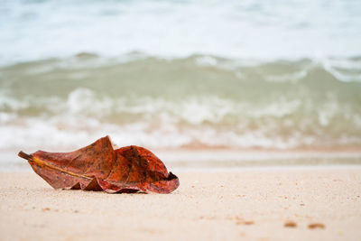 Close-up of dry leaf on beach