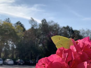 Close-up of pink flowering plant against sky