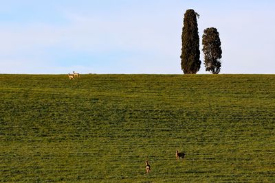 Hay bales on field against sky