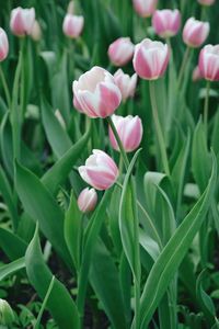 Close-up of pink tulips