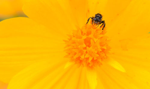 Close-up of bee on yellow flower