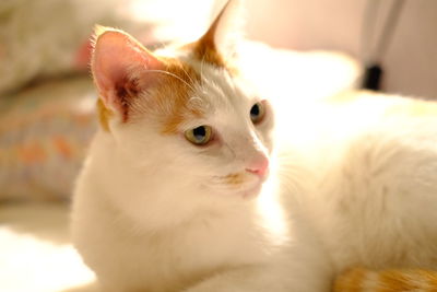 Close-up portrait of cat on bed