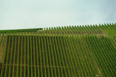 High angle view of vineyard against sky