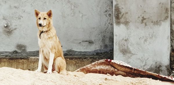 Portrait of dog standing outdoors