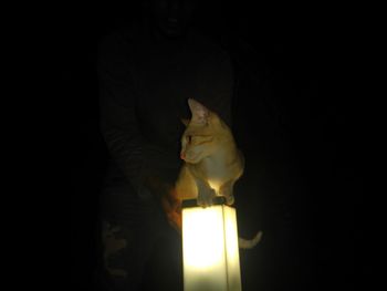Close-up of cat in illuminated dark room