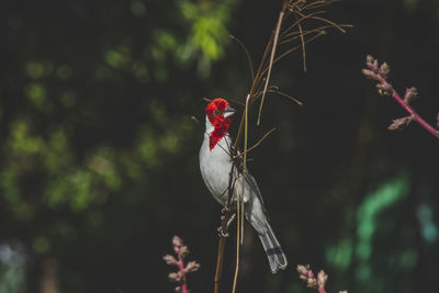 Close-up of bird perching on plant