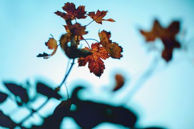 Close-up of maple tree against sky