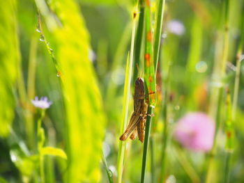 Close-up of insect pollinating on flower