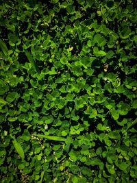 Full frame shot of green leaves