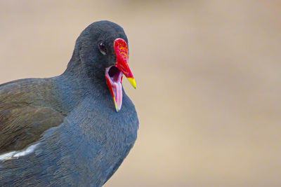 Close-up of a bird