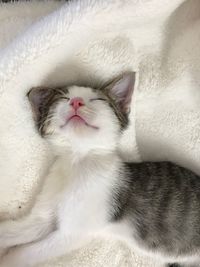 Close-up of cat sleeping