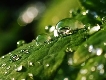 Close-up of raindrops on leaves