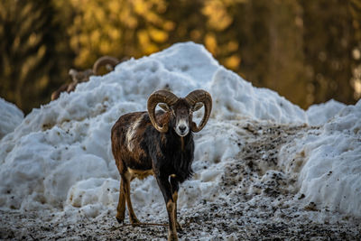 Wild mufflon in winter