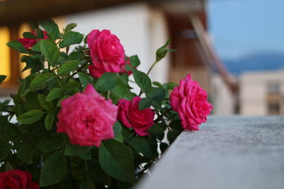 Close-up of flowers against blurred background