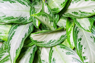 Aglaonema silver bay as a natural background of green leaves with white spots.