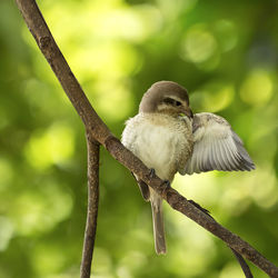 Close-up of bird perching on branch