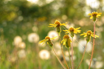 Close-up of yellow flowering plant on field